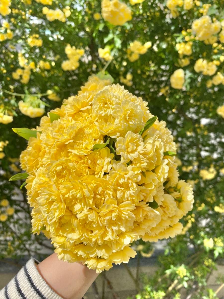 モッコウバラ黄色　八重咲き苗木　花咲き終了　抜き苗ネコポス発送