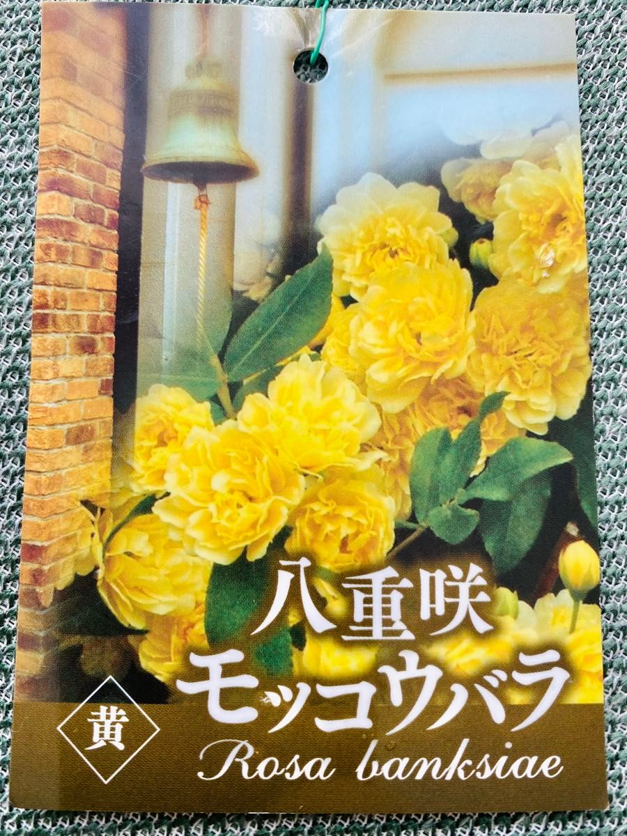 モッコウバラ黄色　八重咲き苗木　花咲き終了　抜き苗ネコポス発送