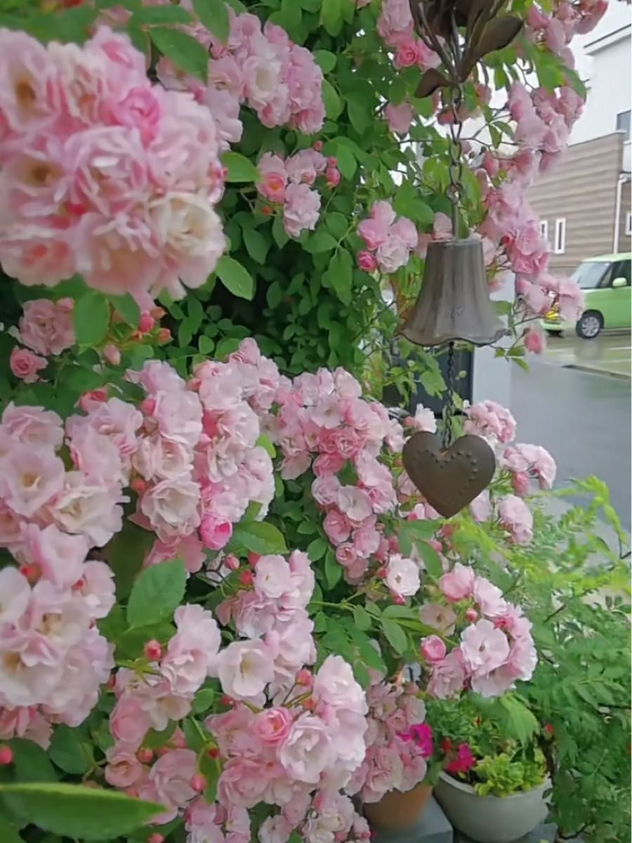 群舞　バラ　苗　桜色の花　トゲナシツルバラ　ネコポス発送