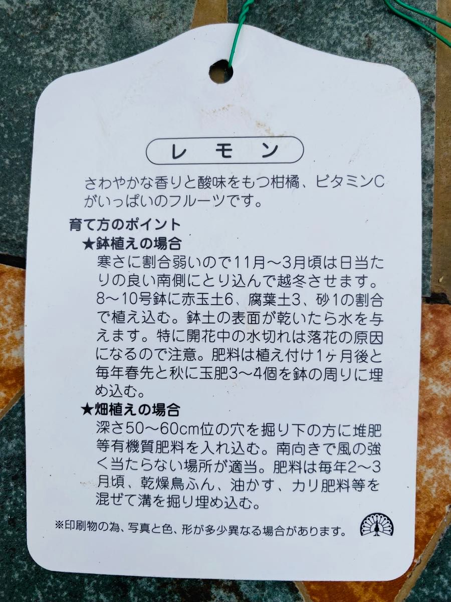 レモン苗　マイヤー　蕾/実付き　完全無農薬　アゲハ蝶餌　ポットごと宅急便発