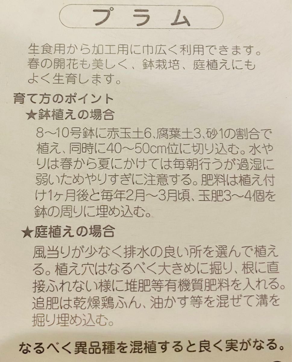 すもも／プラム　李　太陽　挿し穂/剪定枝／接木枝　10cm以上5本　完全無農薬　ネコポス発送