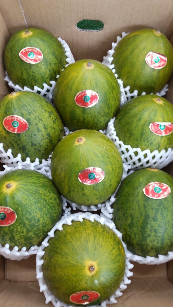  papaya melon Nagasaki prefecture production 7-9 sphere go in free shipping!