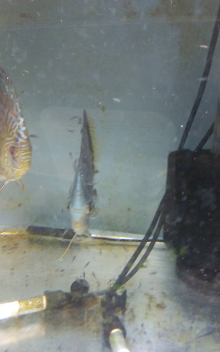 オス(モルフォ系×ワットレイ第三)×メス(ワットレイ第三) 幼魚３匹セット ７～９センチくらいの画像5