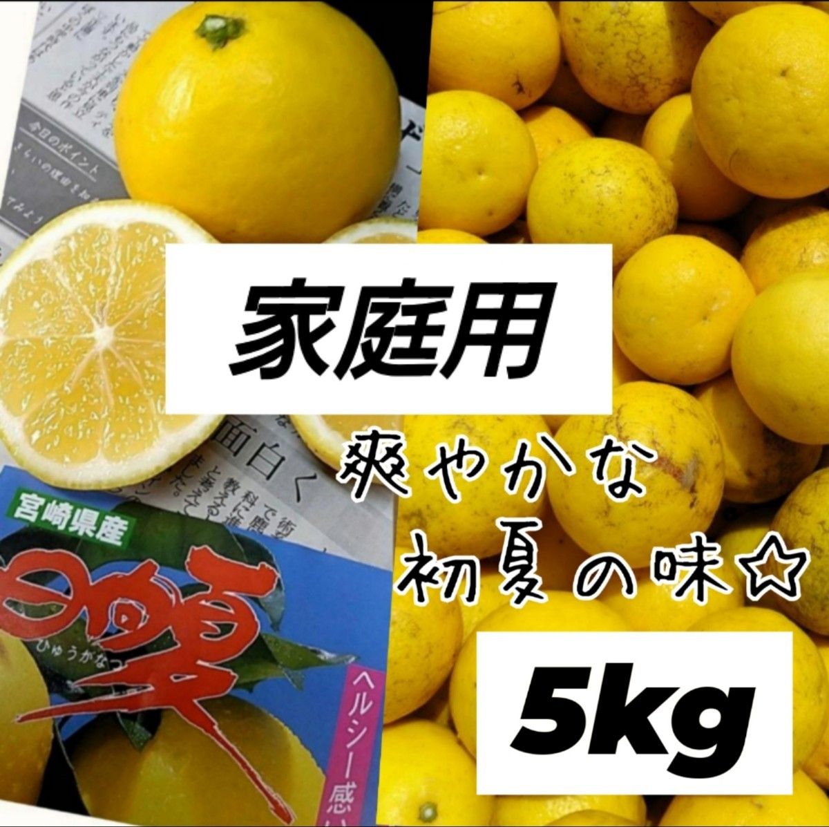 宮崎県産 日向夏 みかん 無選果 5キロ 家庭用