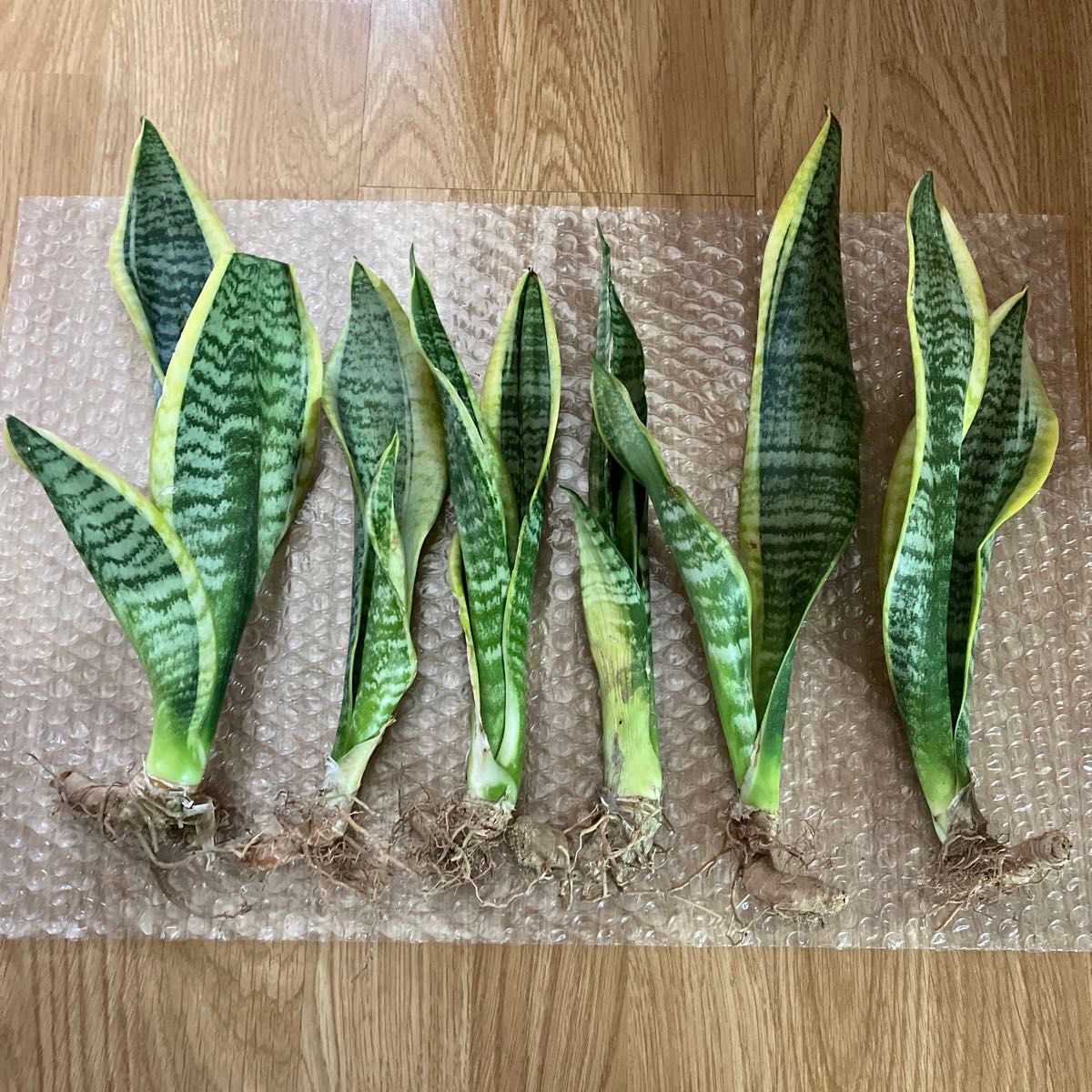 観葉植物 サンセベリア 抜き苗 - メルカリ