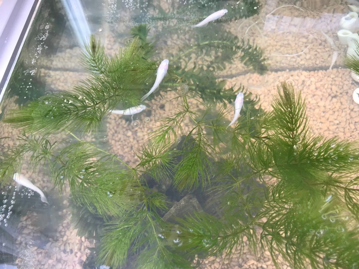 水草のおもり　２０個　水草の育成　メダカの飼育に　おもり　水草　アナカリス　カボンバ　マツモ　などに