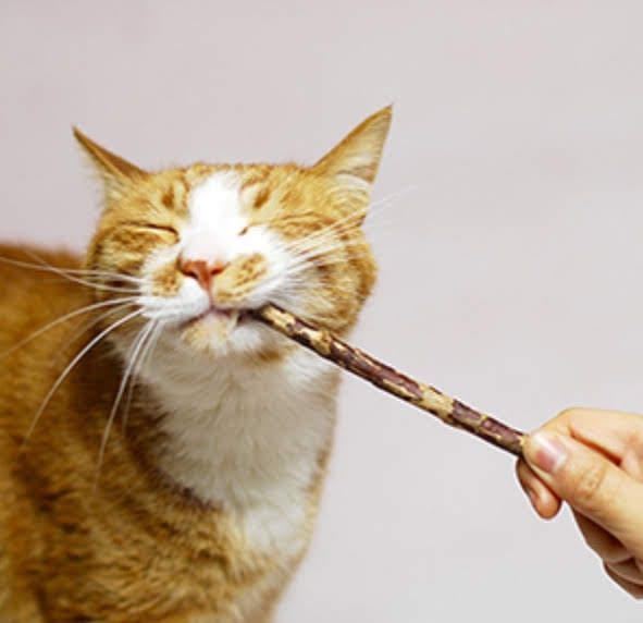 15本 猫用純天然マタタビ またたびの木 噛む おもちゃ 歯ぎしり棒の画像2