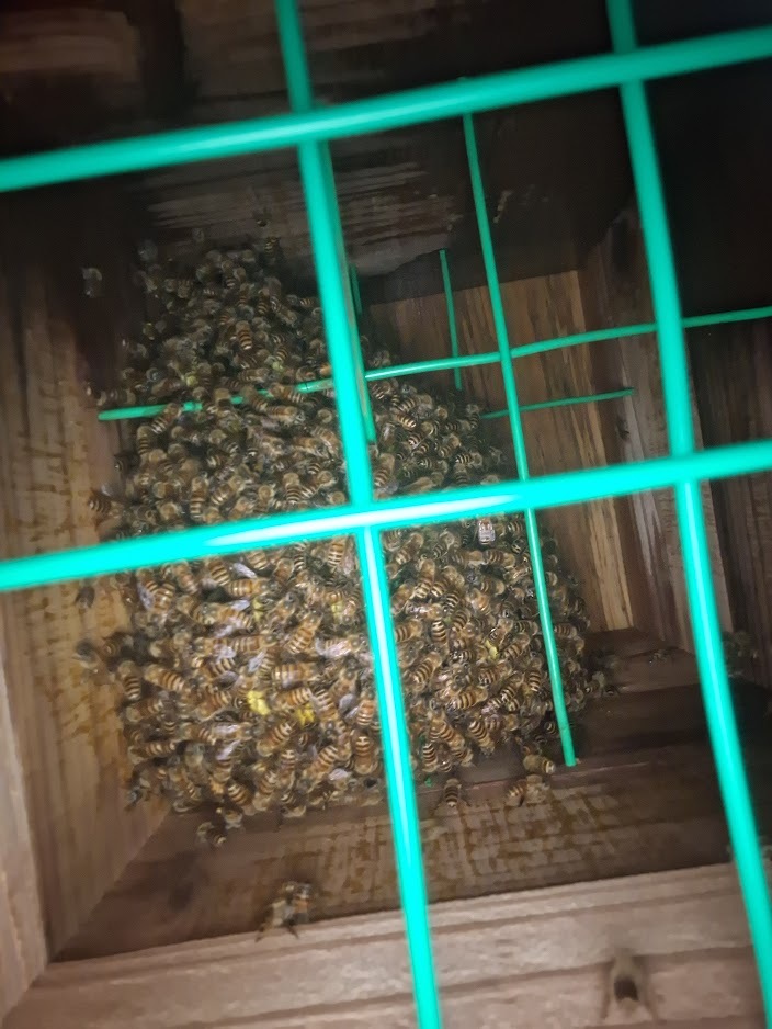 日本蜜蜂入り巣箱(手渡し専用）の画像1