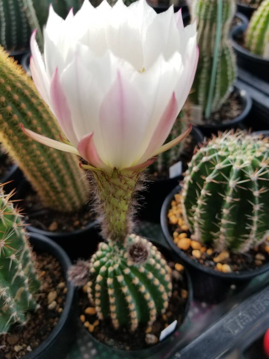  flower cactus * white thread. .