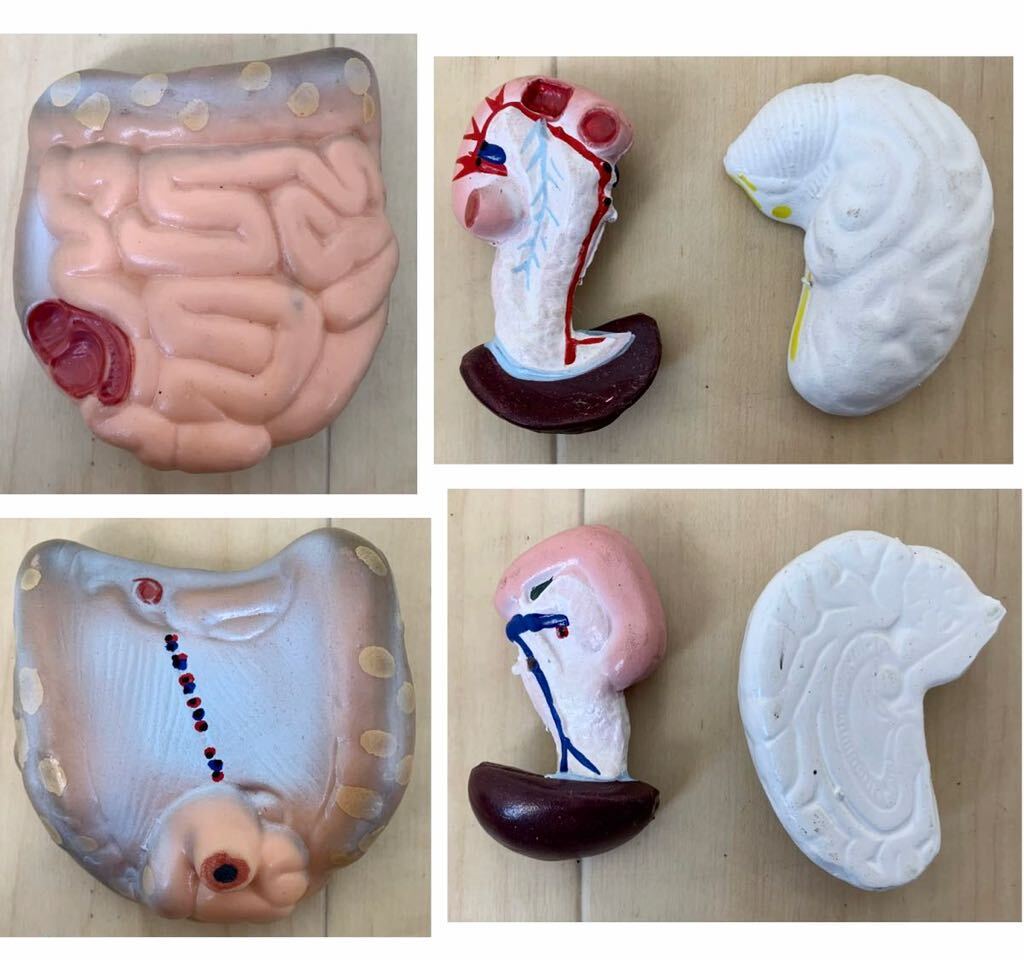 （1773M）人体模型　人体解剖模型　解剖　大学病院より引き上げ　高さ約44㎝_画像9