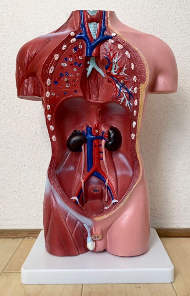 （1773M）人体模型　人体解剖模型　解剖　大学病院より引き上げ　高さ約44㎝_画像5