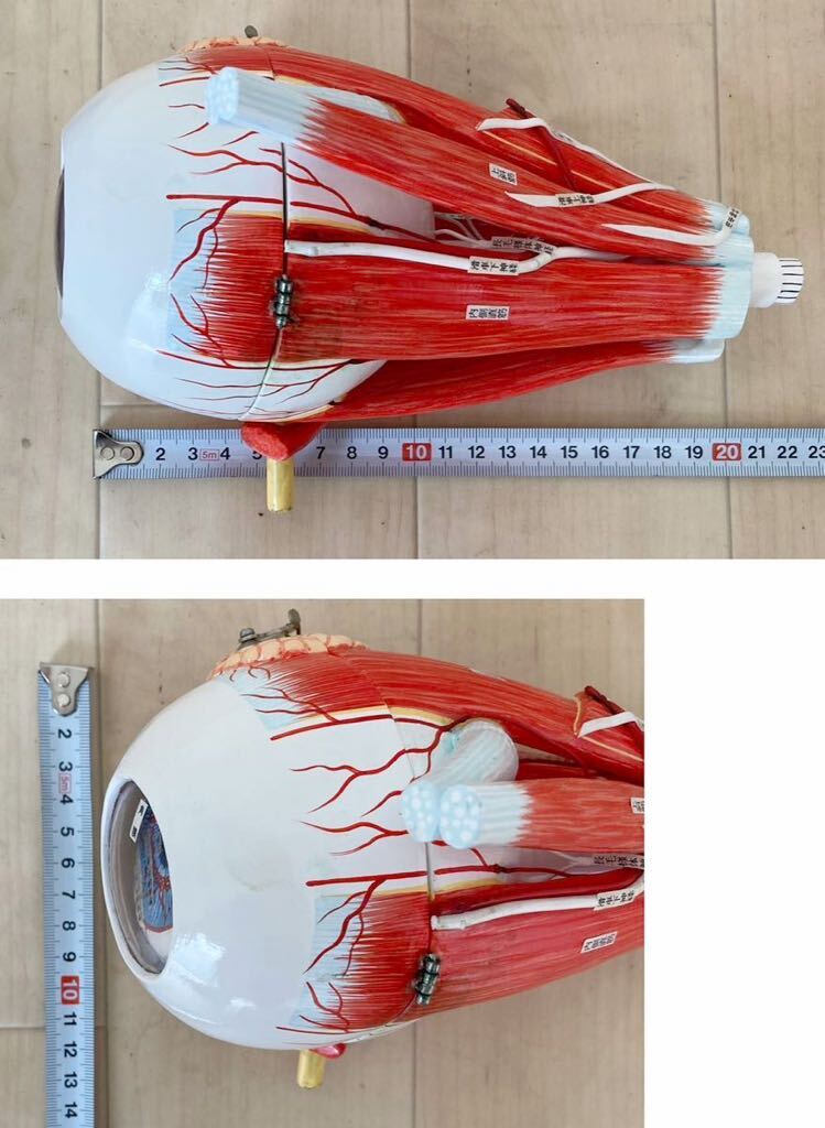 5100円 (940Y) 京都科学 目の構造模型 B型 目 模型 大学病院より 5100円 (940Y) 京都科学 目の構造模型 B型 目 模型 大学病院より