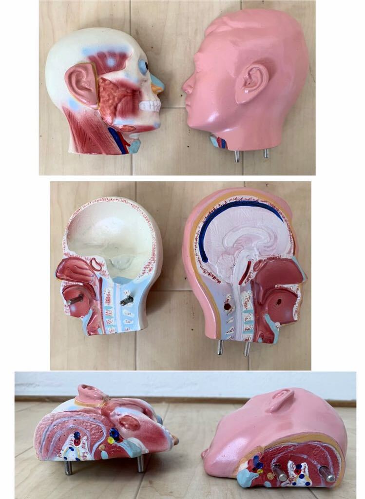 （1773M）人体模型　人体解剖模型　解剖　大学病院より引き上げ　高さ約44㎝_画像6