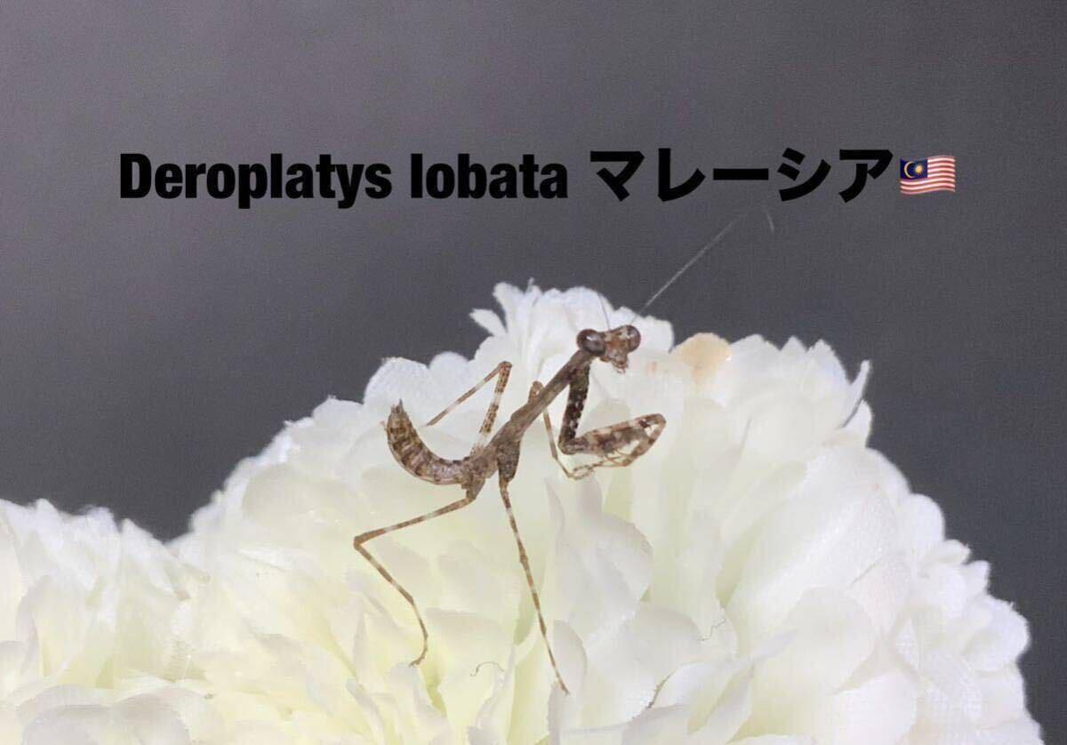 Deroplatys lobata マレーシア産 初令8匹セット ヒシムネカレハ 天然卵の孵化個体 カマキリ ※補償あり カマキリ株式会社の画像3