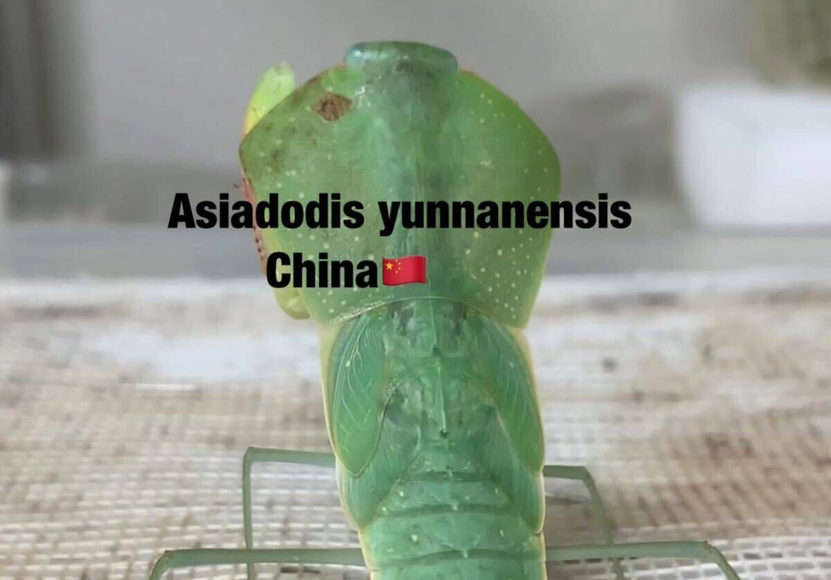Asiadodis yunnanensis China производство первый .6 шт комплект Азия doti ska ma сверло * сервис есть * возмещение есть kama сверло акционерное общество 