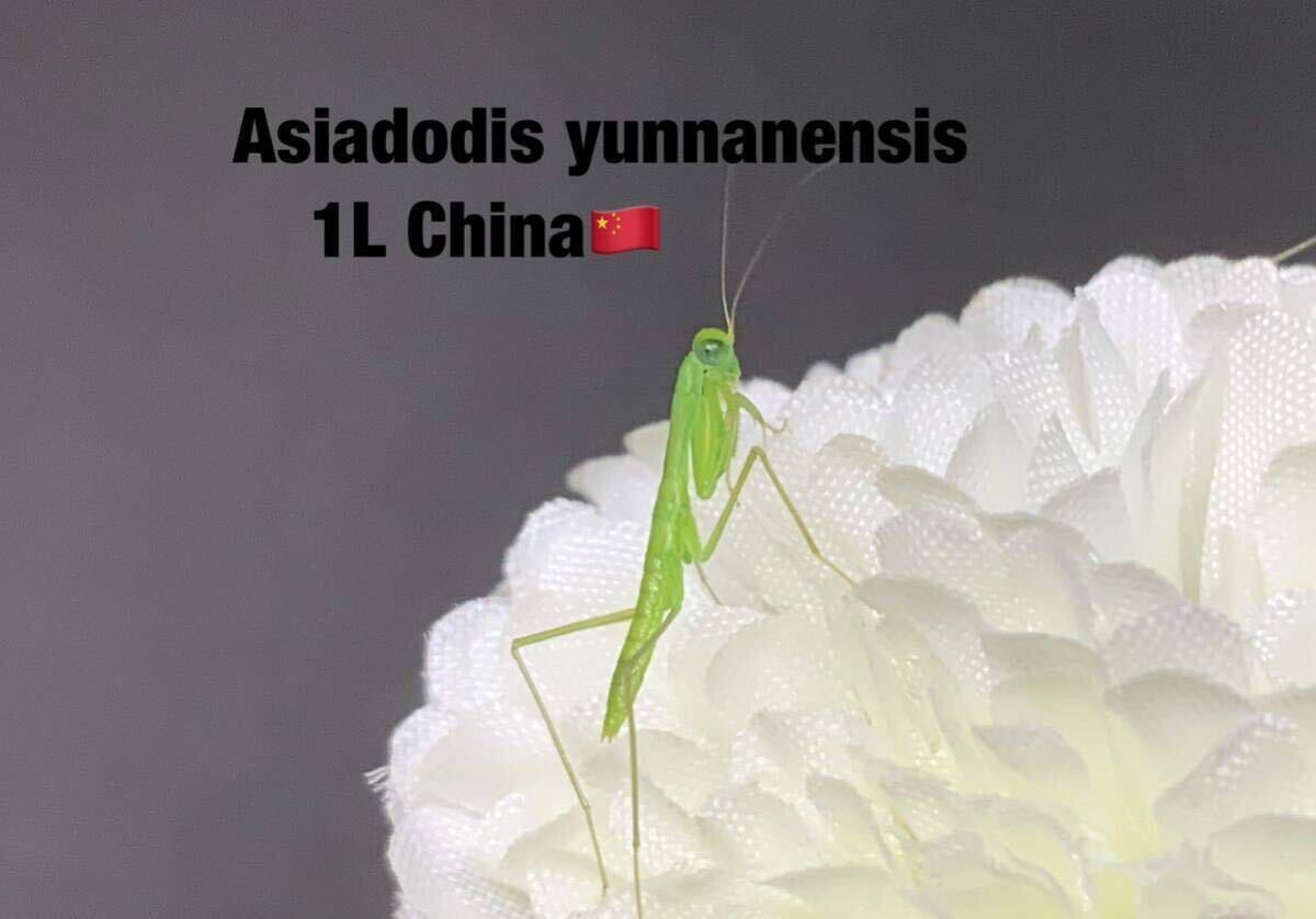 Asiadodis yunnanensis 中国産　初令6匹セット　アジアドディス　カマキリ　※サービスあり　※補償あり　カマキリ株式会社_画像3