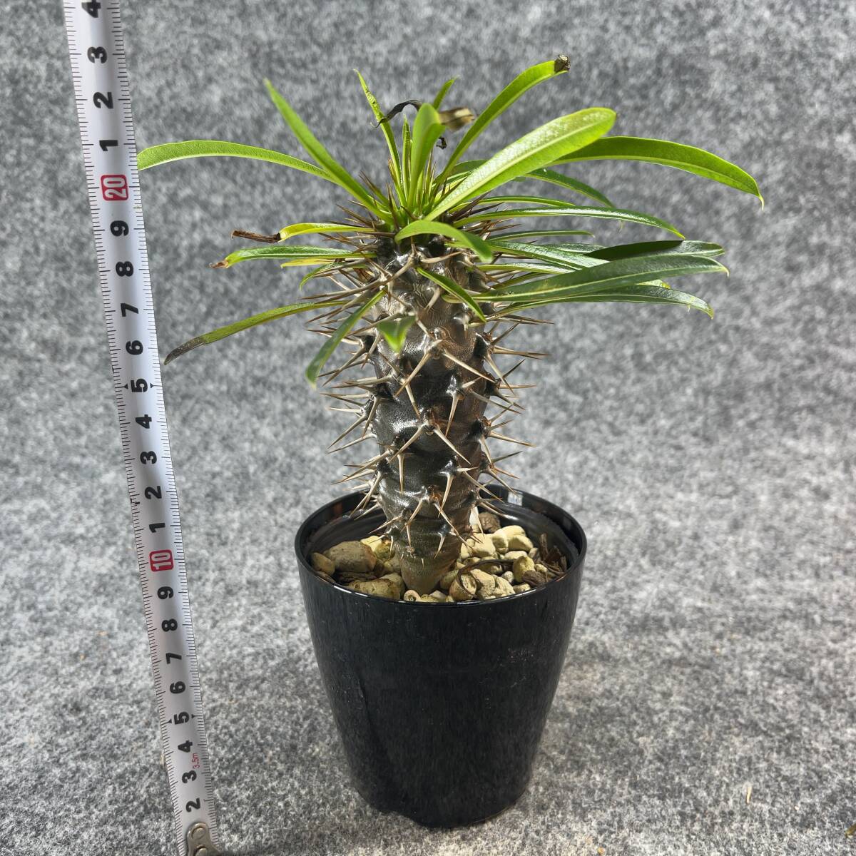 【鉢ごと発送】アデニウム・ラメリー / Pachypodium　lamerei / 3.5号鉢 / 塊根・多肉植物【現品】24-5-16-02_画像8