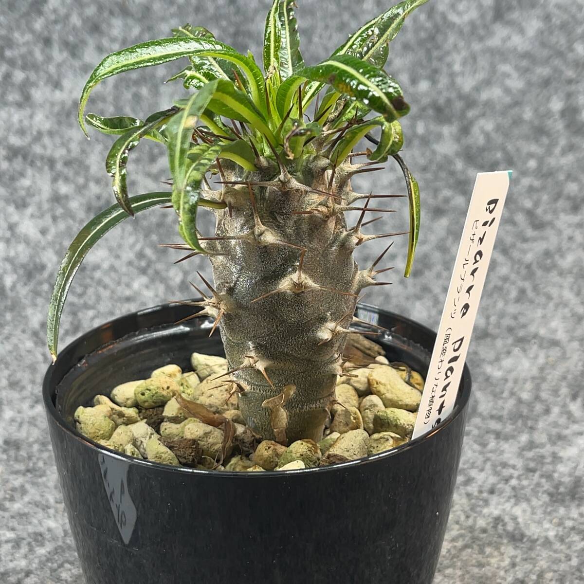 【鉢ごと発送】アデニウム・ゲアイ / Pachypodium geay i/ 3.5号鉢 / 塊根・多肉植物【現品】24-5-16-06_画像7