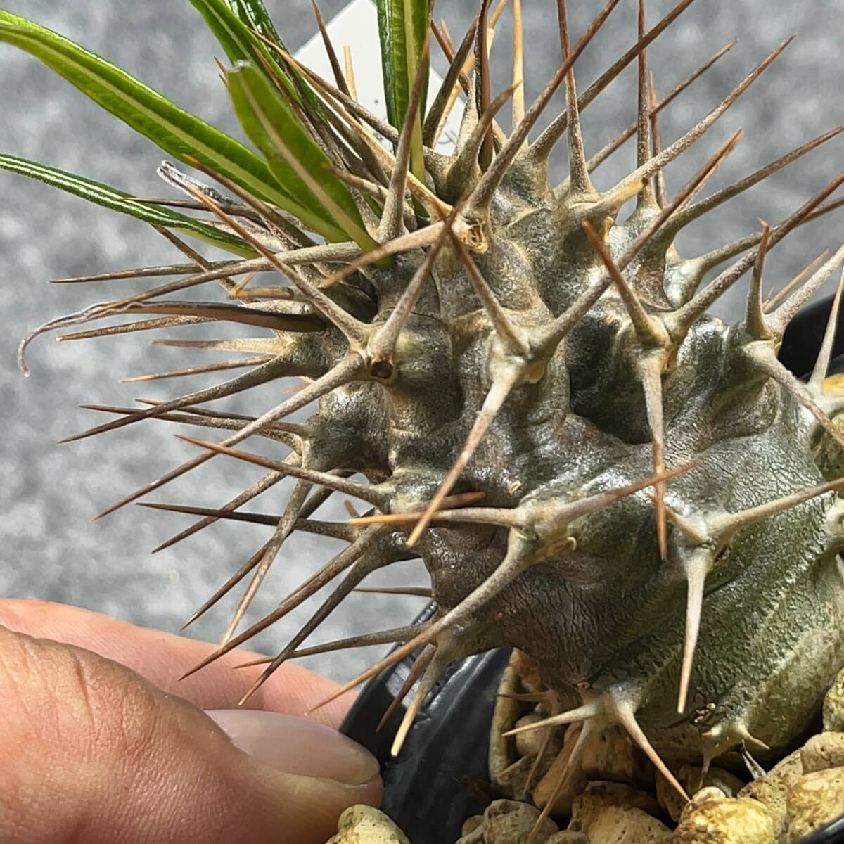 【鉢ごと発送】アデニウム・ゲアイ / Pachypodium geay i/ 3.5号鉢 / 塊根・多肉植物【現品】24-5-16-07_画像2