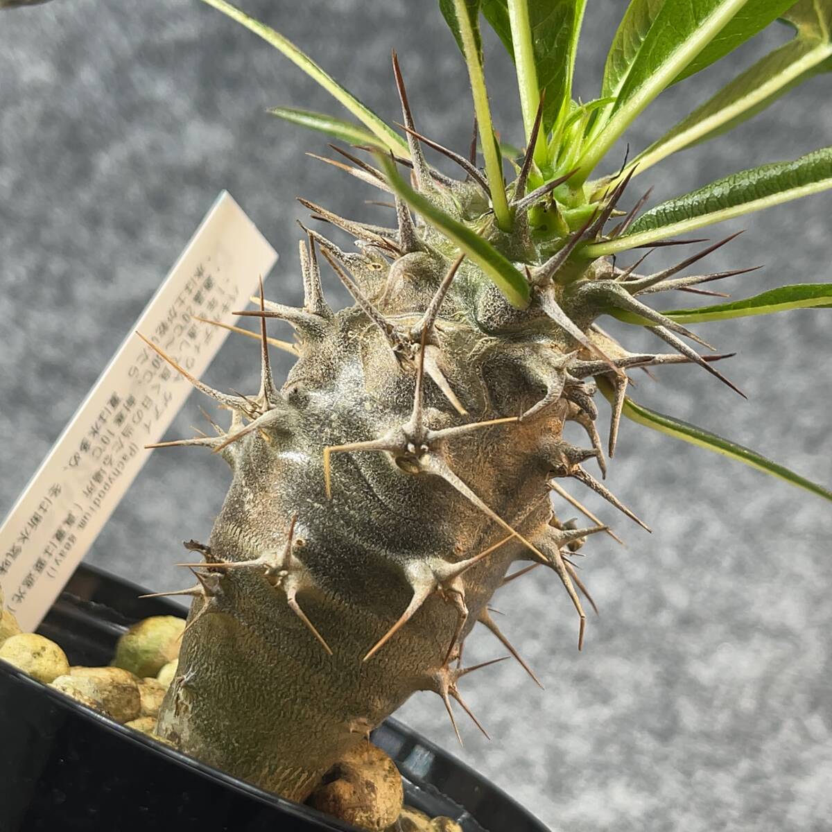 【鉢ごと発送】アデニウム・ゲアイ / Pachypodium geay i/ 3.5号鉢 / 塊根・多肉植物【現品】24-5-16-08_画像1