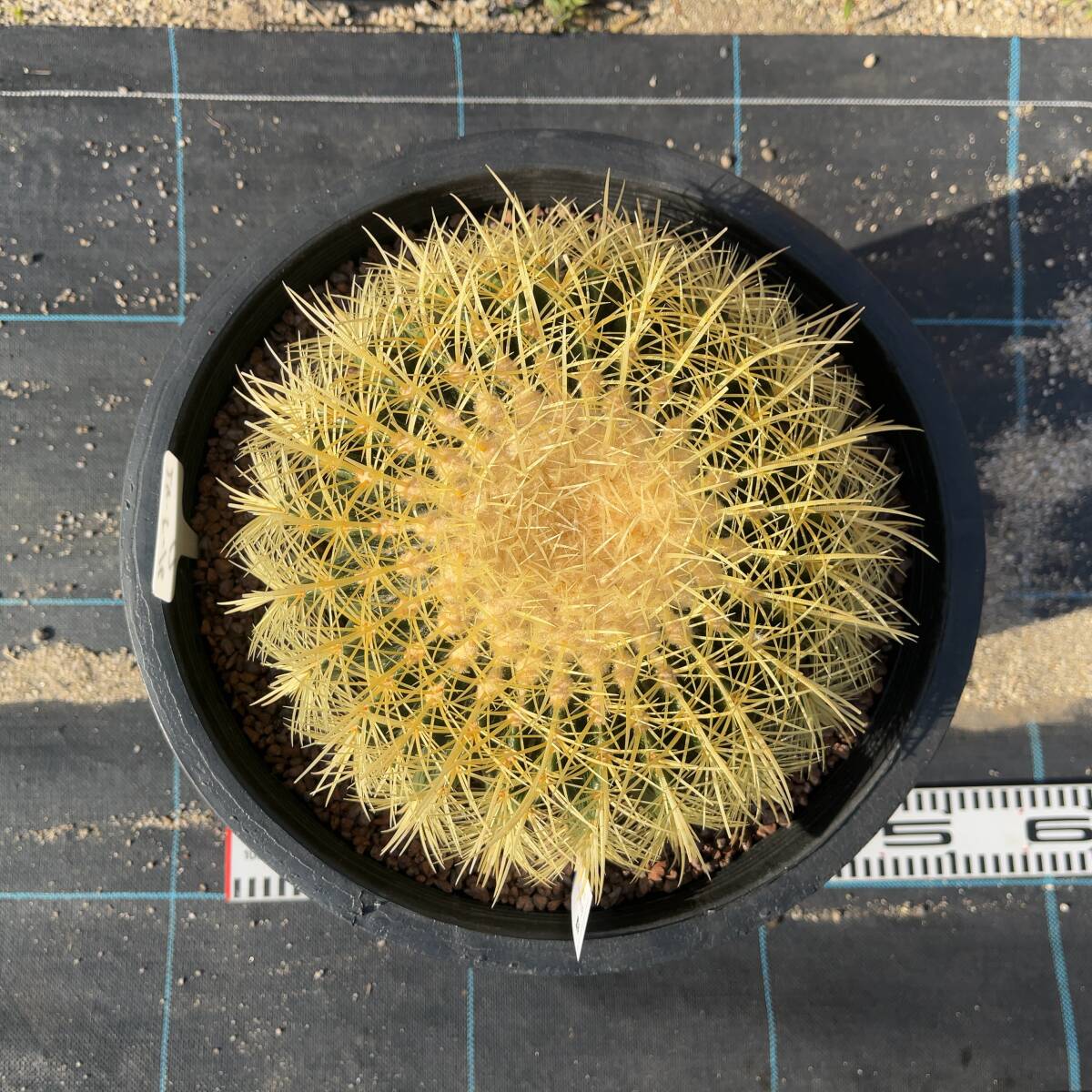 【鉢ごと発送】サボテンの王様！金色サボテン / 金鯱（キンシャチ）Golden barrel cactus / 12号 黒鉢【現品】M24-5-16-17_画像7