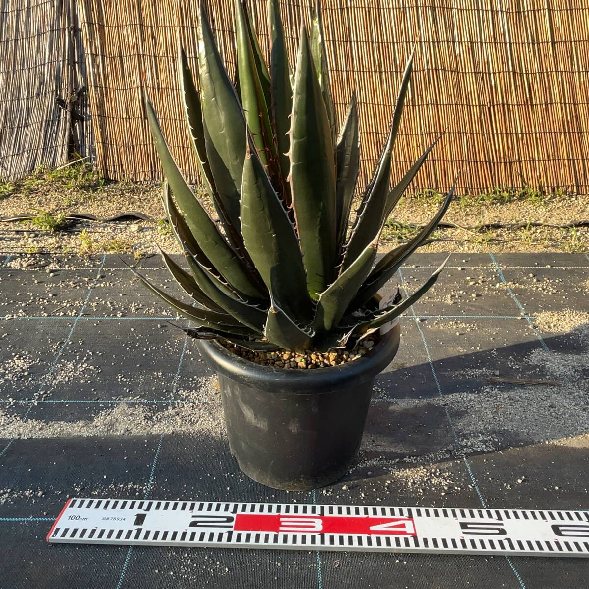 【鉢ごと発送】アガベ　ホリダ　/ Agave horrida/ 7号 黒鉢【現品】24-5-16-27_画像3