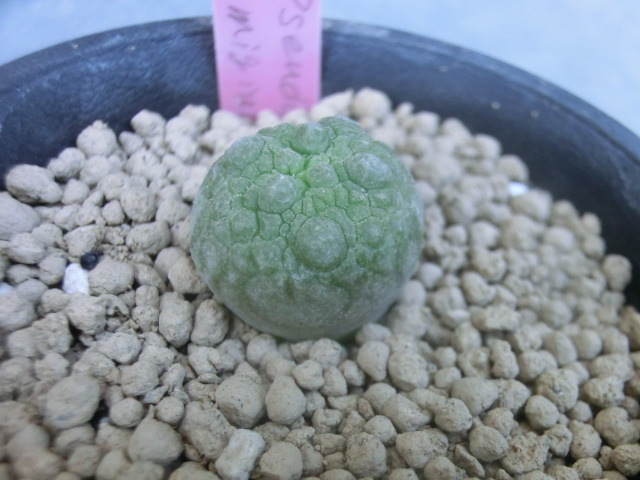 多肉植物 ガガイモ科 プセウドリトス ミグイルティヌス 【Pseudolithos migiurtinus】_画像2