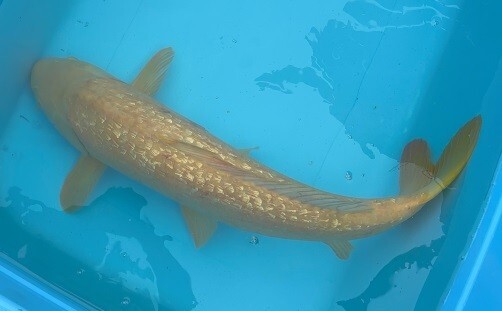 銀鱗茶鯉 新潟産 68cm C11 アウトレットの画像8