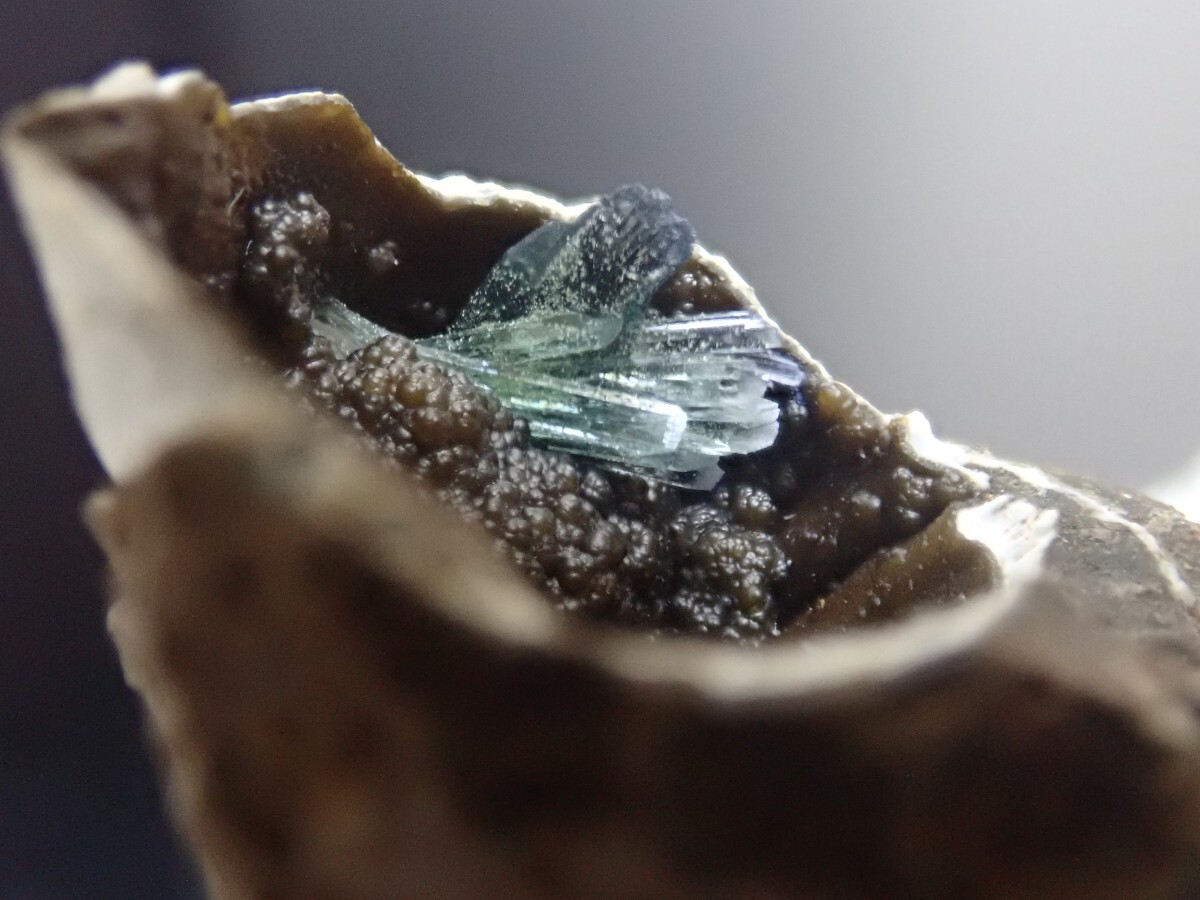 【希少な二枚貝化石中に結晶】ヴィヴィアナイトonシェルフォッシル　藍鉄鉱on貝化石　原石　標本_画像8