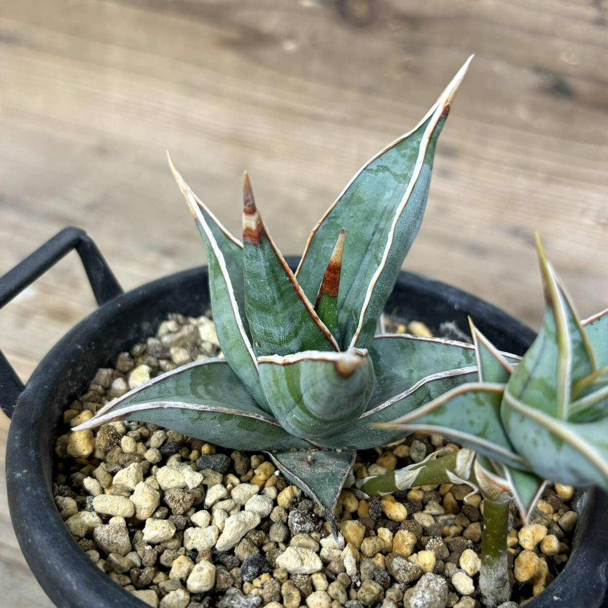 子株付き　サンスベリア サンセベリア　ピングイキュラ　Sansevieria Pinguicula＃シルバーブルーキルキーコパトーン_画像2