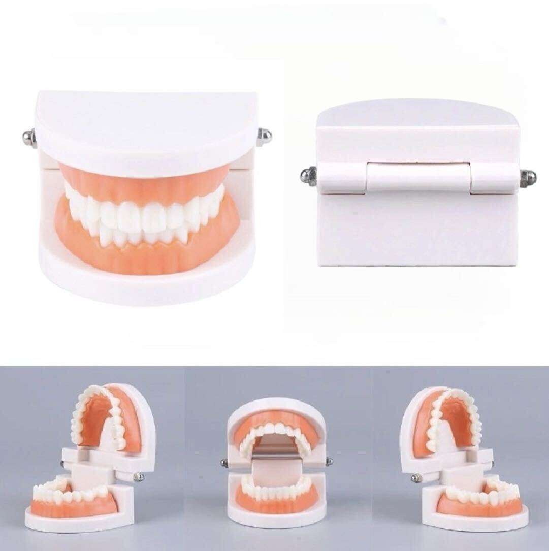 歯の模型 歯磨き 歯科 デンタル 歯のモデル 子供 知育玩具 歯磨きの練習_画像2
