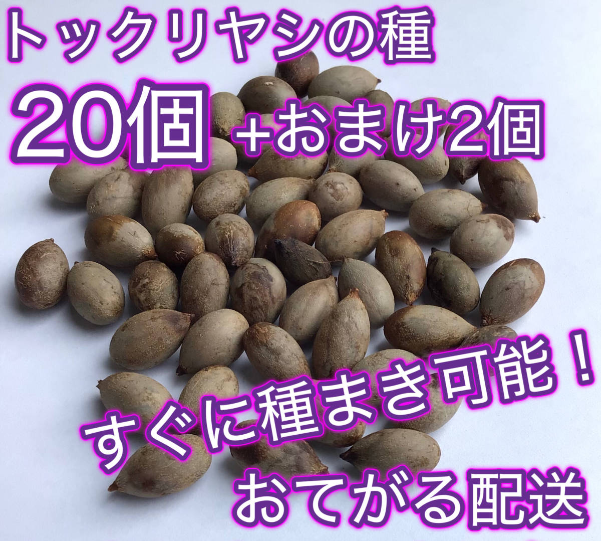 すぐに種まき可能！沖縄県産トックリヤシの種20個＋おまけ2個　おてがる配送ネコポス