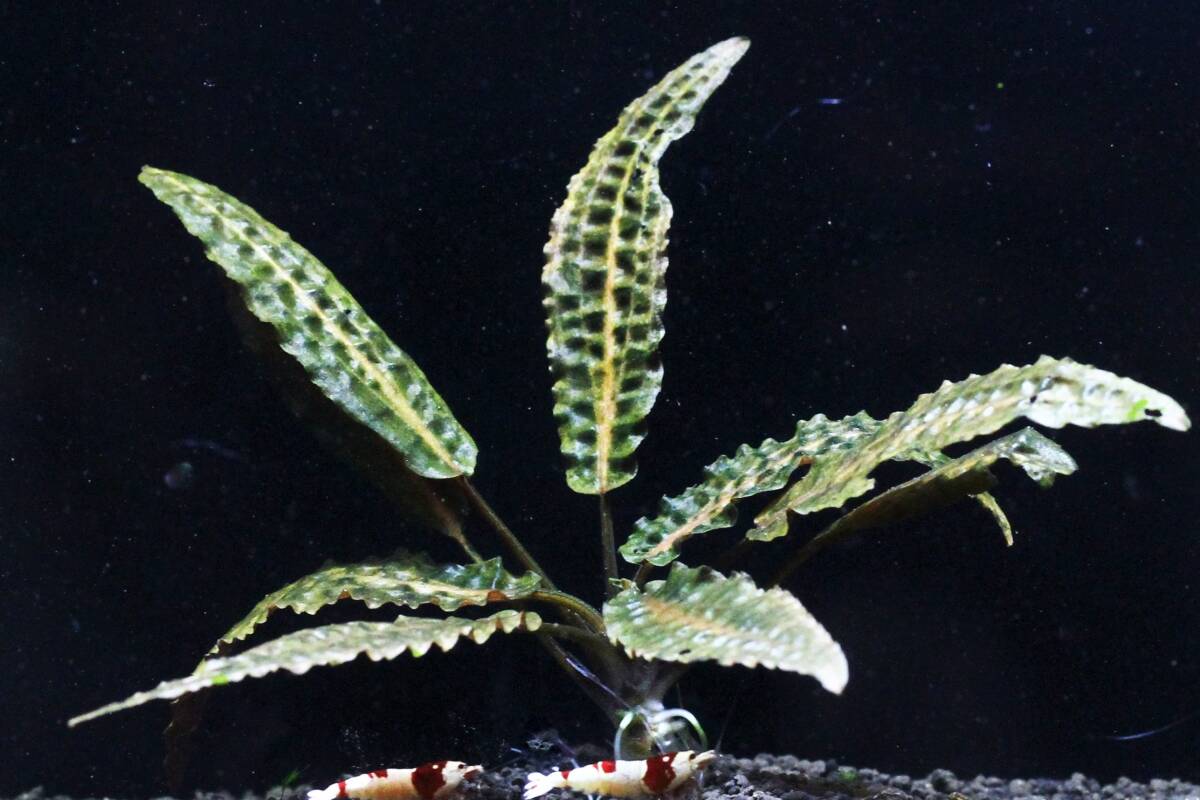 [ water plants . heaven .][ ultimate beautiful ] Cryptocoryne sp unknown!!. body only . sending!!!