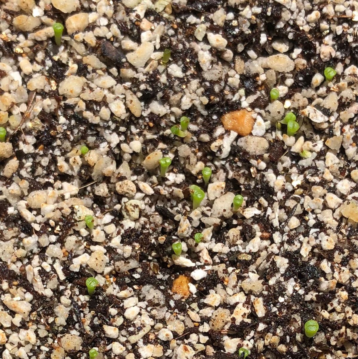 リトープス 種子30粒 メセン コノフィツム 多肉植物 観葉植物 サボテン