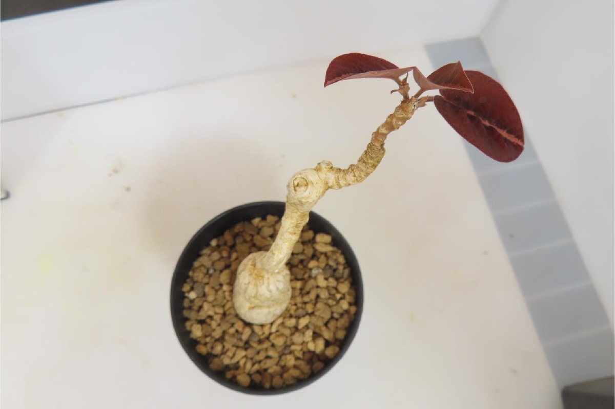 4112 [ succulent plant ] You fo ruby alabati red leaf ..[ departure root not yet verification * germination *labatii f. \'RedLeaf]