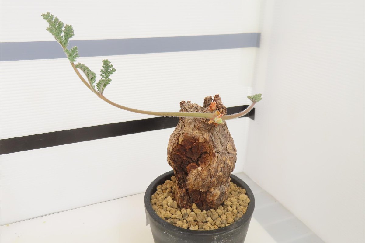 4107 「塊根植物」ペラルゴニウム トリステ 植え【発根・発芽・Pelargonium triste・削れ・割れアリ】_画像3