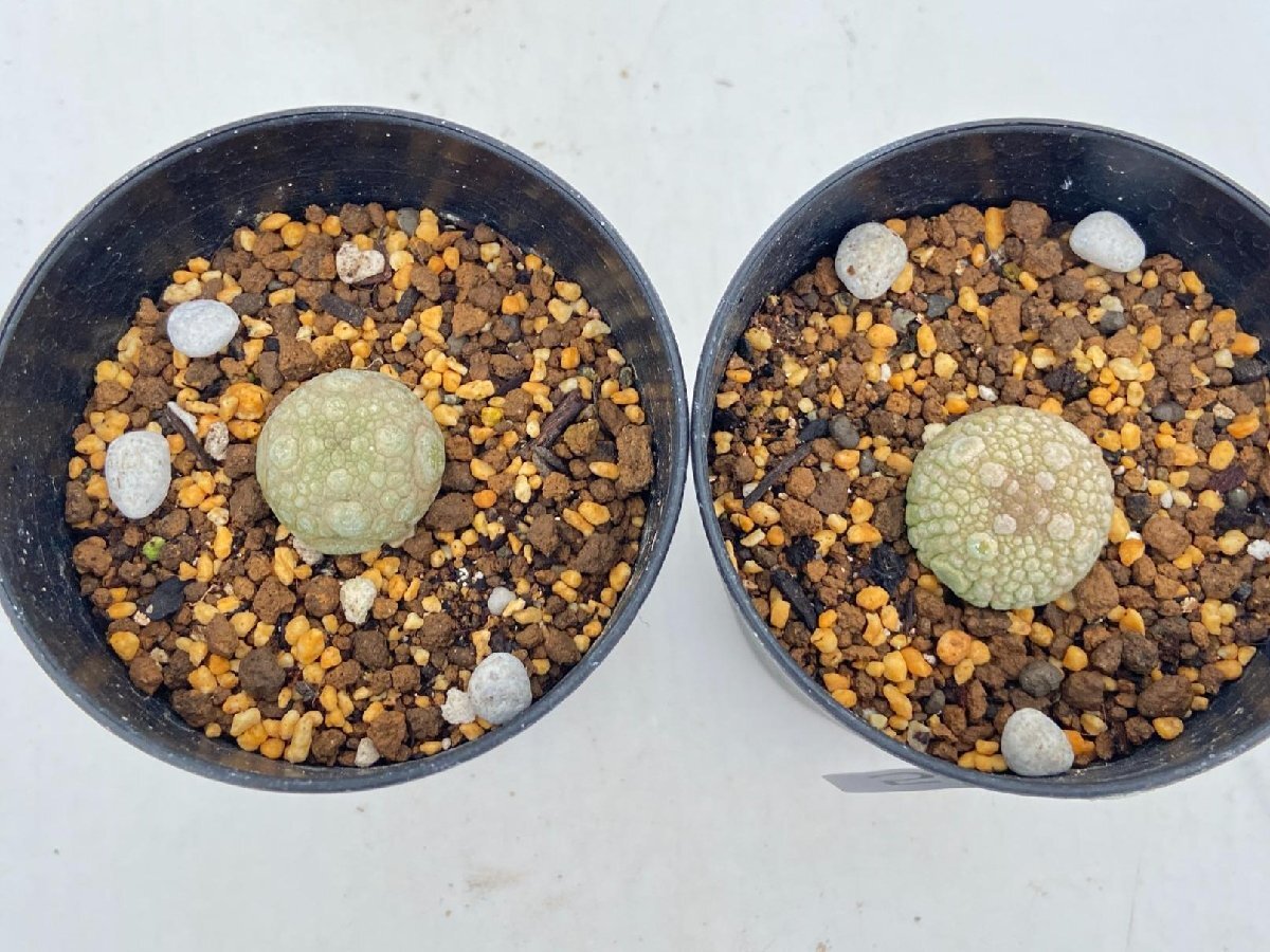 5230 「多肉植物」プセウドリトス ミギウルティヌス 2株セット【発根・Pseudolithos migiurtinus】_画像4