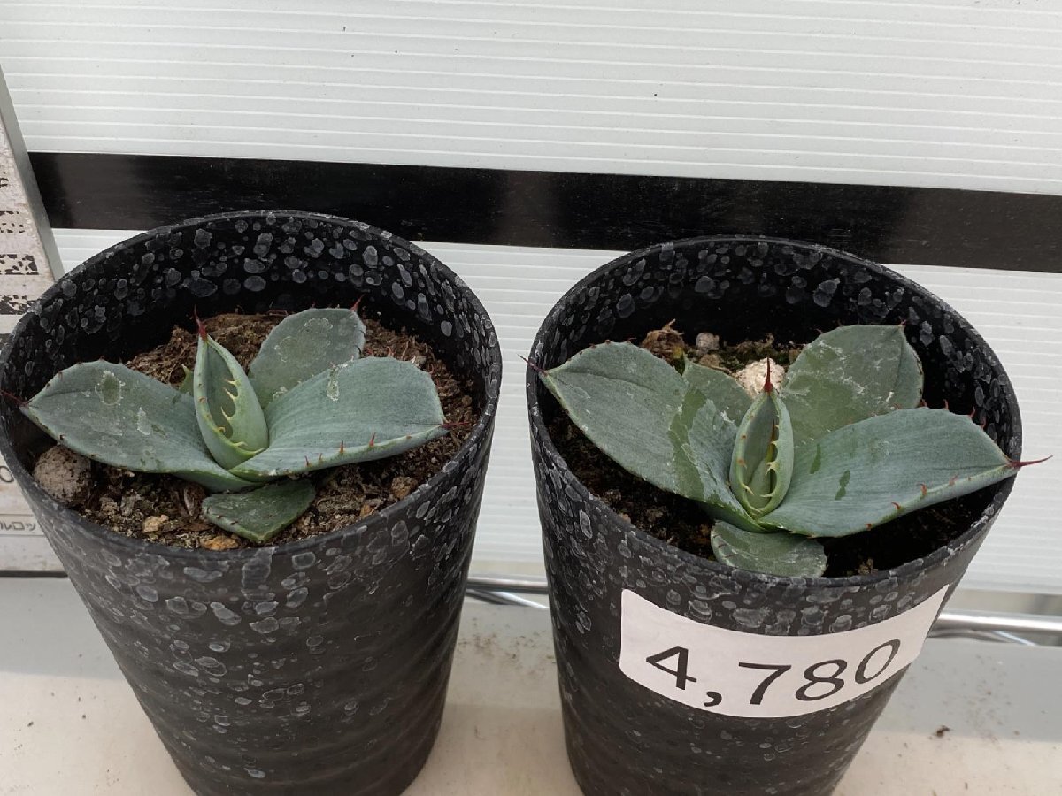 4780 「多肉植物】アガベ パリートランカータ 2株セット【発根・子株・Agave parryi var. truncata】（_画像1