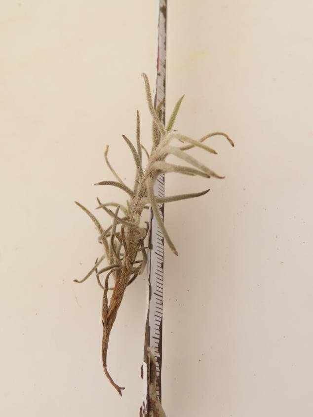 2055 「エアプランツ」tillandsia humilis × capillalis #1抜き苗【・希少・美株・チランジア】_画像2