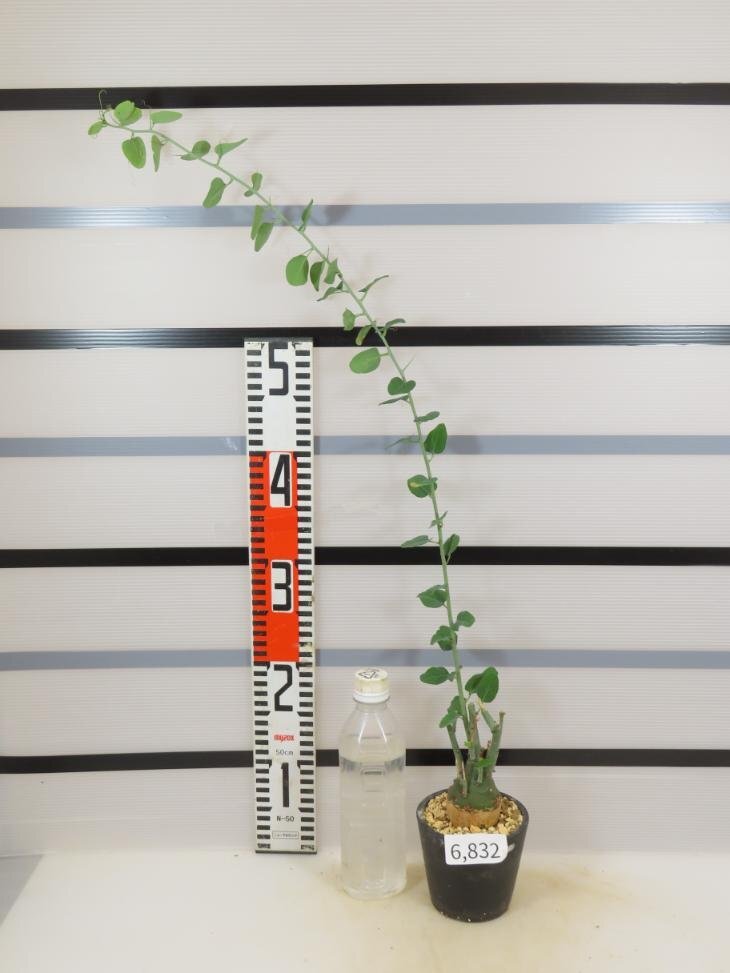 6832 「塊根植物」アデニア スピノーサ 植え【発根未確認・Adenia spinosa・多肉植物・丸株】の画像2