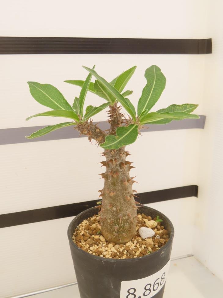 8868 「実生」パキポディウム マカイエンセ 植え【種から発芽！・発根・Pachypodium makayense・塊根植物】_画像2