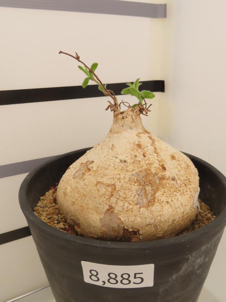 8885 「多肉植物」ラフィオナクメ プロクンベンスXL 植え【発根確認済み・塊根植物・raphionacme procumbens】の画像2