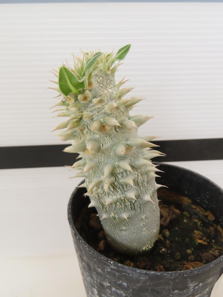 2170 「実生」パキポディウム 札落ち株【大株・発根・Pachypodium・花、葉落ちします】_画像1