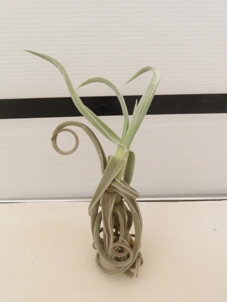 2040 「エアプランツ」tillandsia paleacea ×durati 抜き苗【希少・美株・チランジア】_画像2