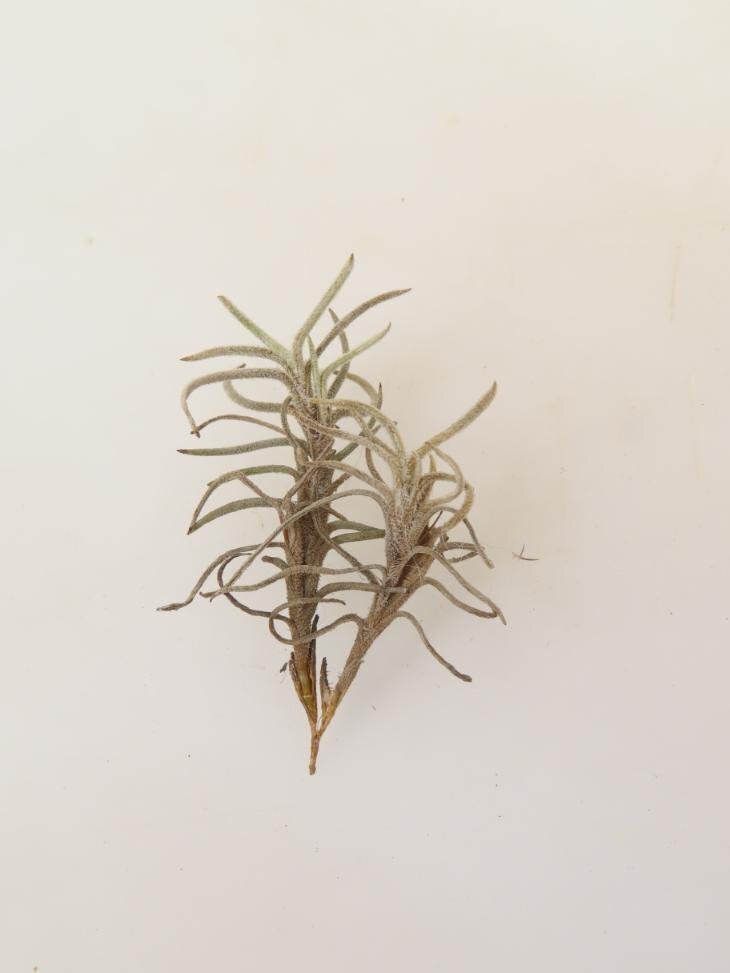 2056 「エアプランツ」tillandsia humilis × capillalis #1抜き苗【・希少・美株・チランジア】_画像1