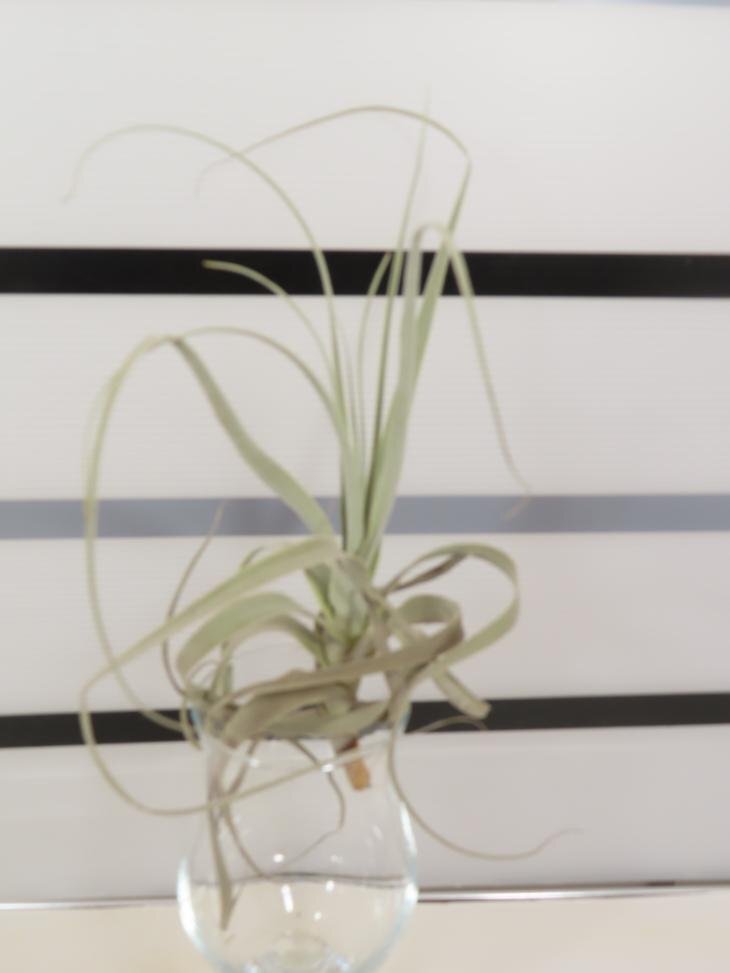 2026 「エアプランツ」tillandsia paleacea × straminea 抜き苗【・希少・美株・チランジア】_画像2