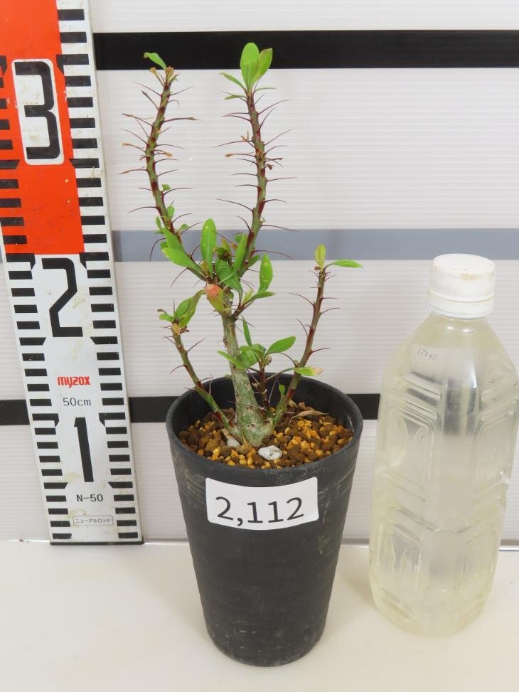 2112 「実生」フォークイエリア ファシクラータ大【発根未確認・有望株・Fouquieria fasciculata・塊根植物・葉落ちします】_画像2