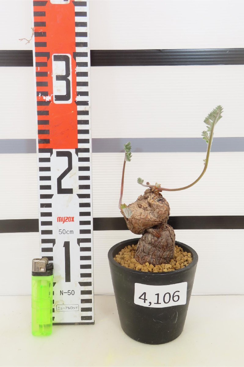 4106 「塊根植物」ペラルゴニウム トリステ 植え【発根・発芽・Pelargonium triste・削れ・割れアリ】_画像4