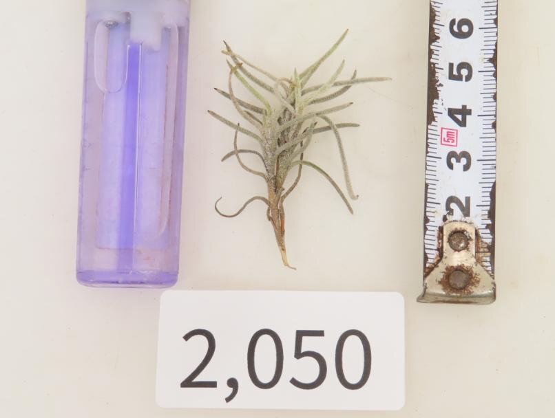 2050 「エアプランツ」tillandsia humilis × capillalis #1抜き苗【・希少・美株・チランジア】_画像5