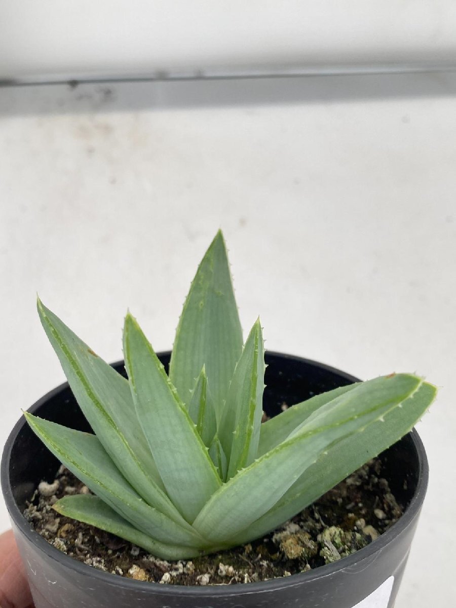 6582 「多肉植物」アロエ ポリフィラ【実生・成長順調厳選株・Aloe polyphylla・多肉植物・発根】の画像1